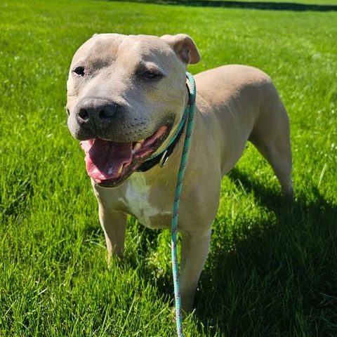 Dozer, a happy dog on clean green grass in the Tri-Cities