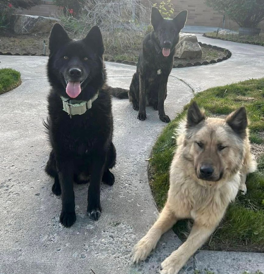 Nikki's three rescue dogs, Presley, Timber and Colt, sitting on a front walkway