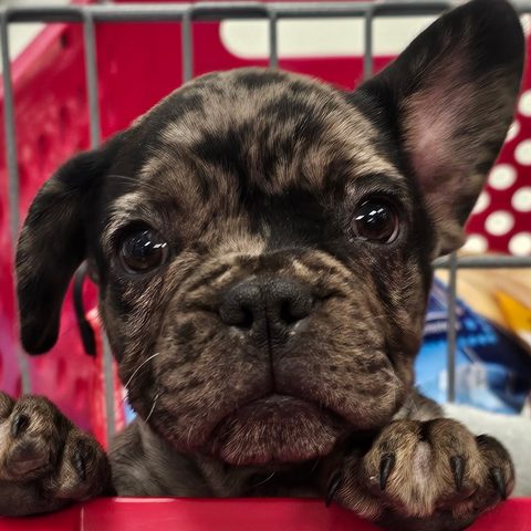 Ollie, Katie's merle French bulldog, peeking over a shopping cart